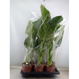 Alocasia macrorrhizos