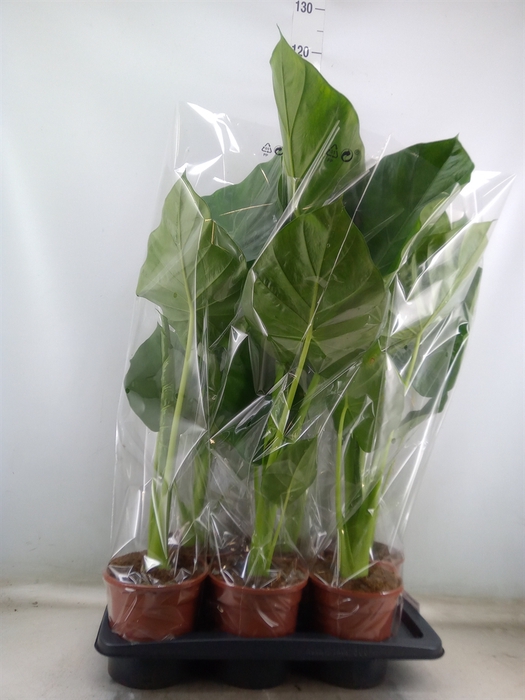 <h4>Alocasia macrorrhizos</h4>