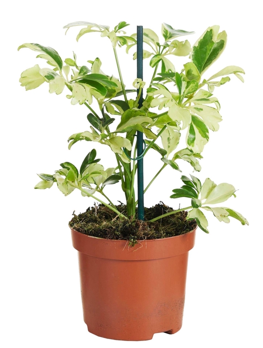 <h4>Schefflera Janine</h4>