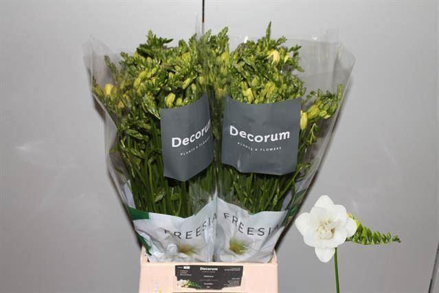 <h4>Freesia du Ventura</h4>