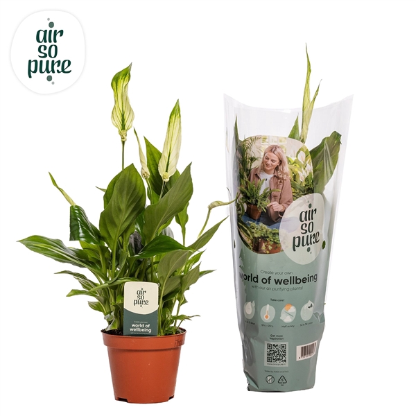 <h4>Spathiphyllum 9 cm Chopin Air So Pure</h4>