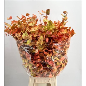 Euc. Cinerea Painted $Luxury Autunno Laccata