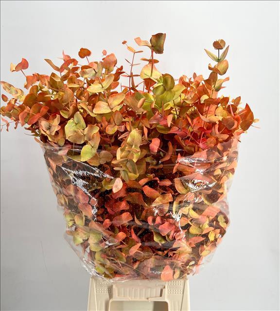 <h4>Euc. Cinerea Painted $Luxury Autunno Laccata</h4>