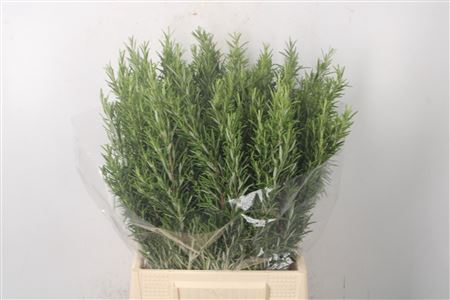 <h4>Rozemarijn Per Bunch</h4>