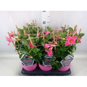 Mandevilla  'Sundavil Pink'