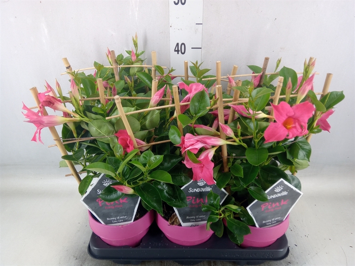 <h4>Mandevilla  'Sundavil Pink'</h4>