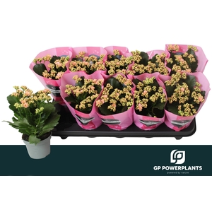 KAL GE PERFECTA PINK