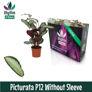 Calathea 12cm Picturata Rhythm of Nature zonder hoes