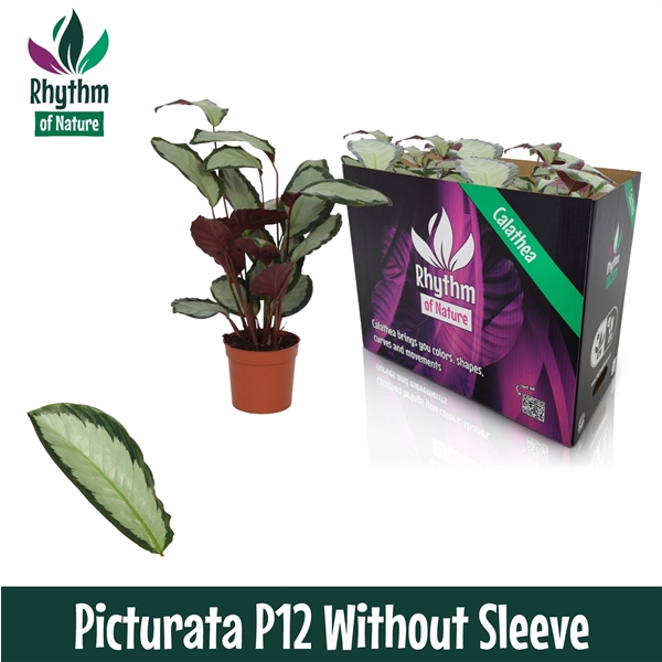 <h4>Calathea 12cm Picturata Rhythm of Nature zonder hoes</h4>