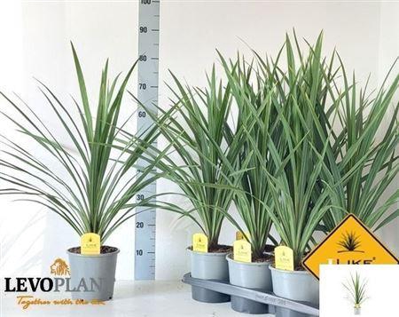 <h4>Cordyline indivisa 'Peko'</h4>