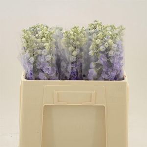 Delphinium Purple Heart