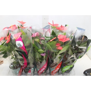 CALATHEA MEDALLION P17