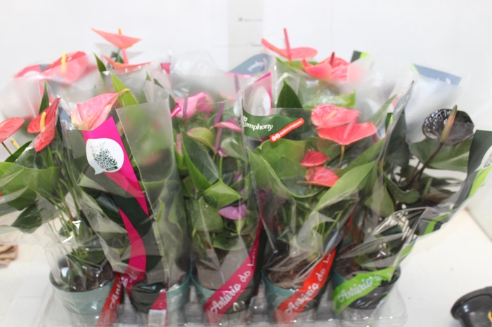 <h4>CALATHEA MEDALLION P17</h4>