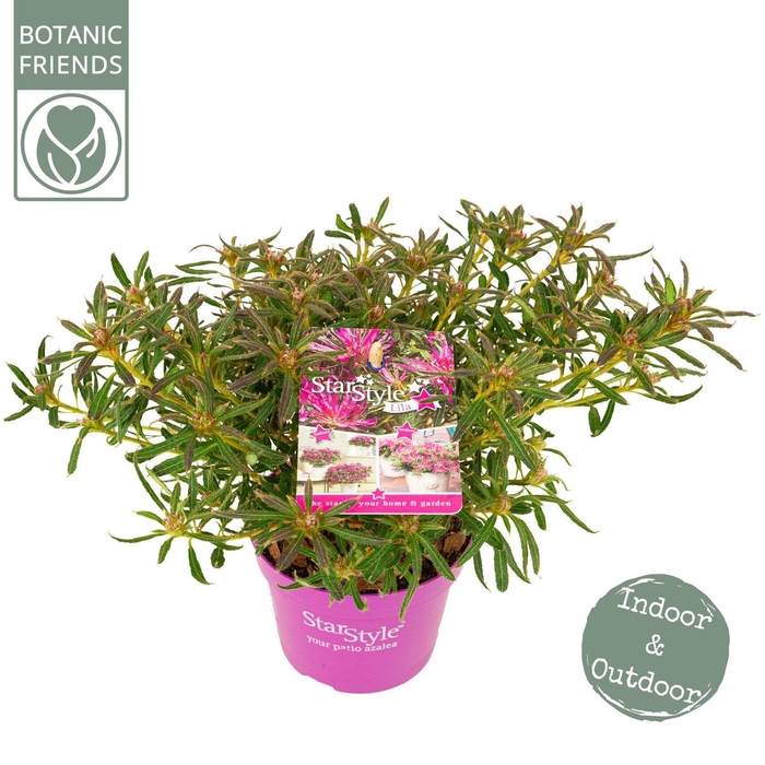 <h4>Mollis Azalea Rhododendron Mollis A</h4>