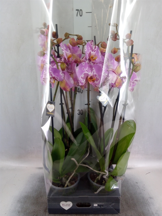 <h4>Phalaenopsis  'Ismaeli'</h4>