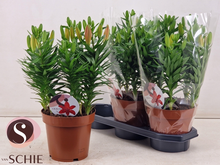 <h4>LIL AS MATRIX</h4>