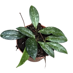 Hoya