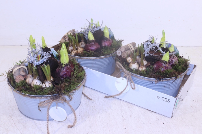 <h4>ARR BOL KNOLGEWAS</h4>