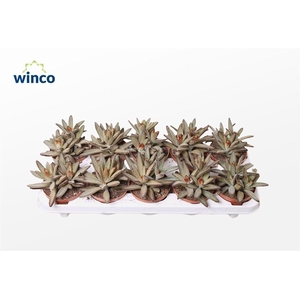 Kalanchoe Golden Girl