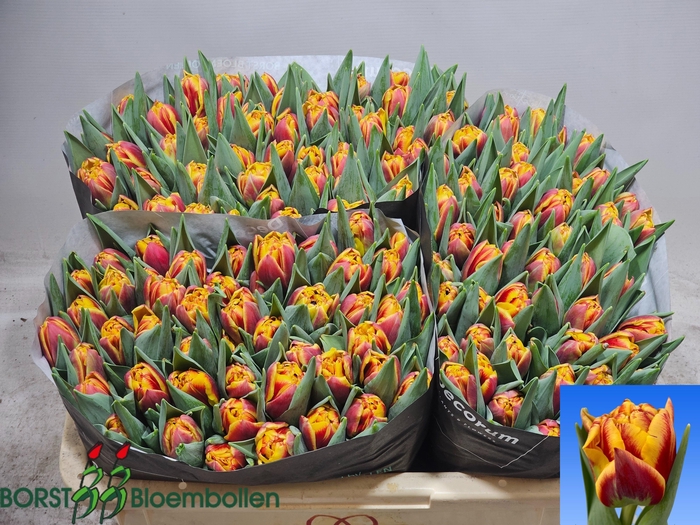 <h4>Tu Du Grand Palace</h4>