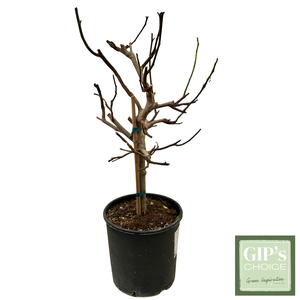 Ficus carica 1/4 Stem P30