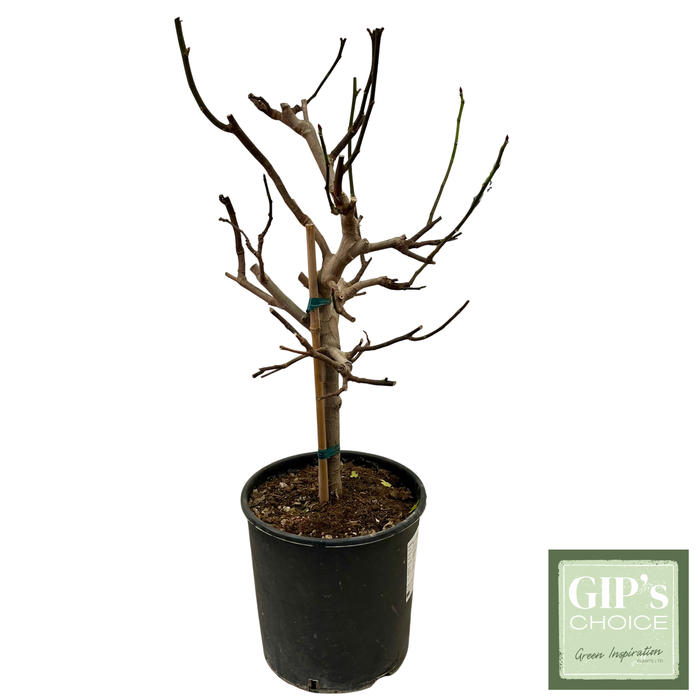 <h4>Ficus carica 1/4 Stem P30</h4>