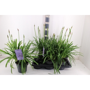 AGAPA SUMM LOVE BLUE