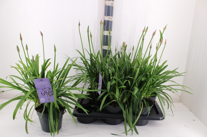 <h4>AGAPA SUMM LOVE BLUE</h4>