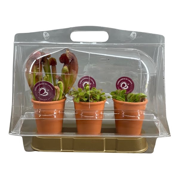 <h4>Vleesetende planten in 7 cm terracotta pot in blister x3</h4>