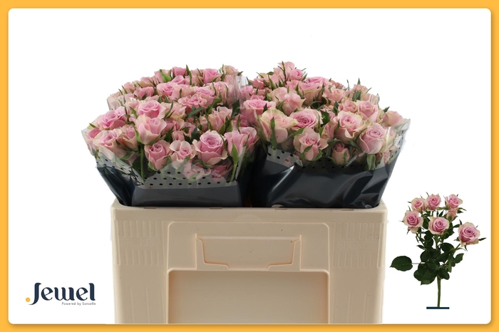 <h4>R TR LEILA Water</h4>