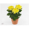 CHRYS COSMO YELLOW