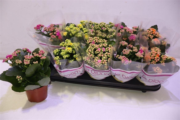 <h4>arr8 Kal Ge Gem 5 Kl</h4>