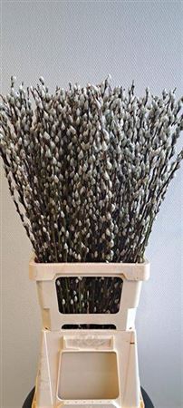 <h4>T Salix Ca Snow Flake 80cm</h4>