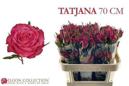 <h4>R Gr Tatjana</h4>