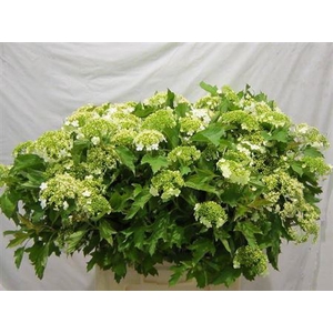 VIBURNUM OPULUS