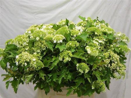 <h4>VIBURNUM OPULUS</h4>