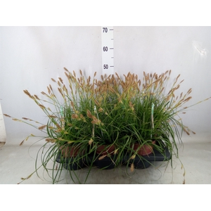 Carex oshimensis 'Everco Everlime'