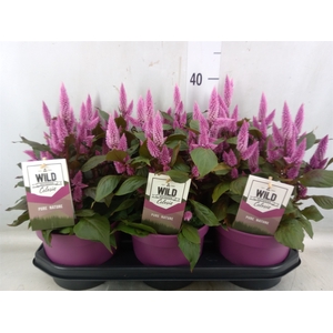 Celosia arg. SP 'Wild Pink'