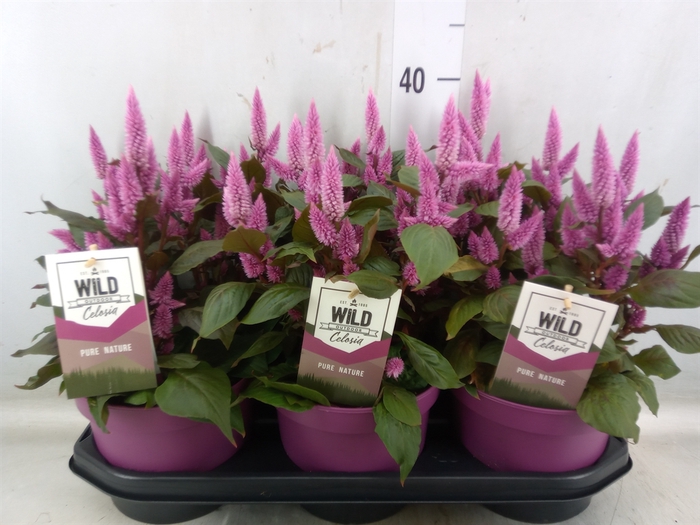 <h4>Celosia arg. SP 'Wild Pink'</h4>