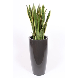 Sansevieria Laurentii in Santorini pot 