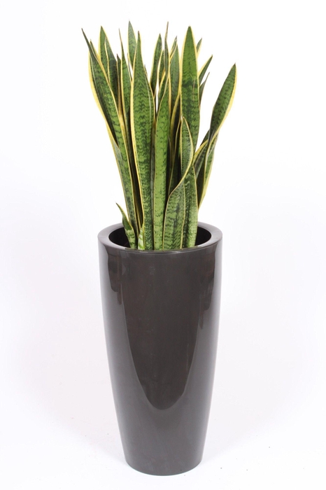 <h4>Sansevieria Laurentii in Santorini pot "antraciet"</h4>