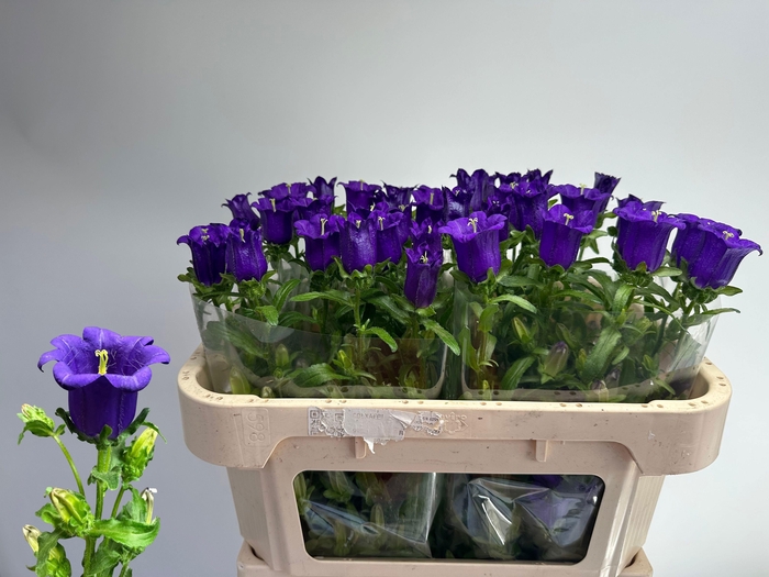 <h4>CAMP M CAM DEEP BLUE</h4>