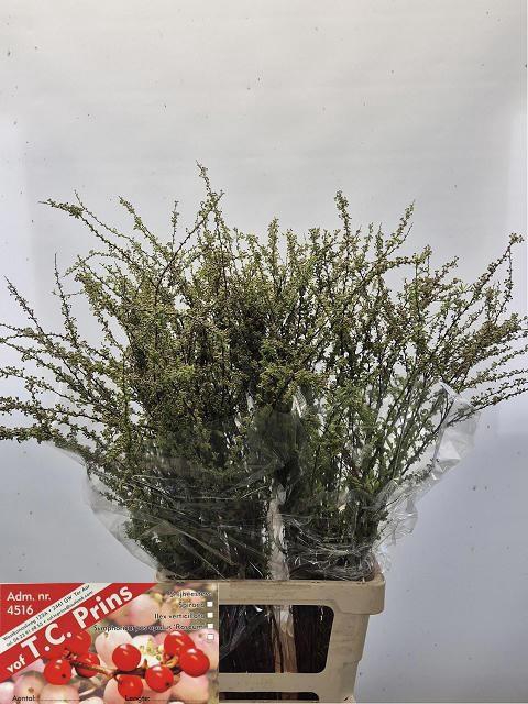 <h4>SPIR C GREFSHEIM</h4>