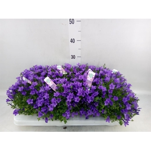 Campanula porten. 'Ambella In Prpl'