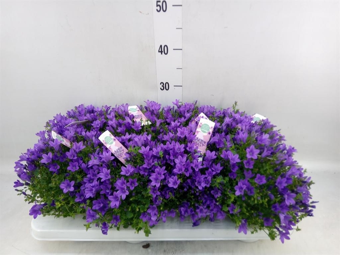 <h4>Campanula porten. 'Ambella In Prpl'</h4>