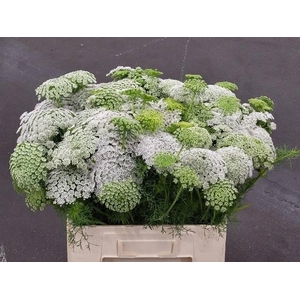 AMMI VISNAGA