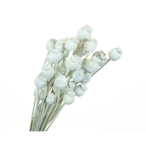 Papaver White Wash
