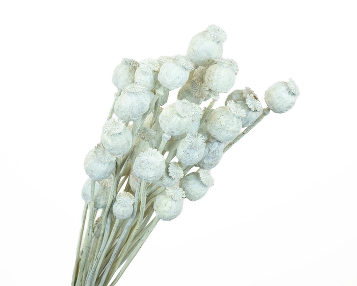 <h4>Papaver White Wash</h4>