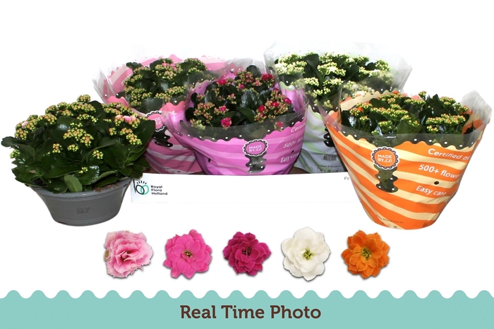 <h4>KAL GE GEM 5 KL</h4>