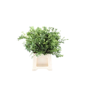 Buxus ( Per Emmer )
